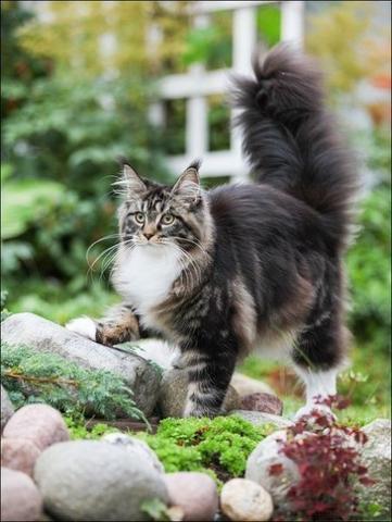 Серьезный котэ