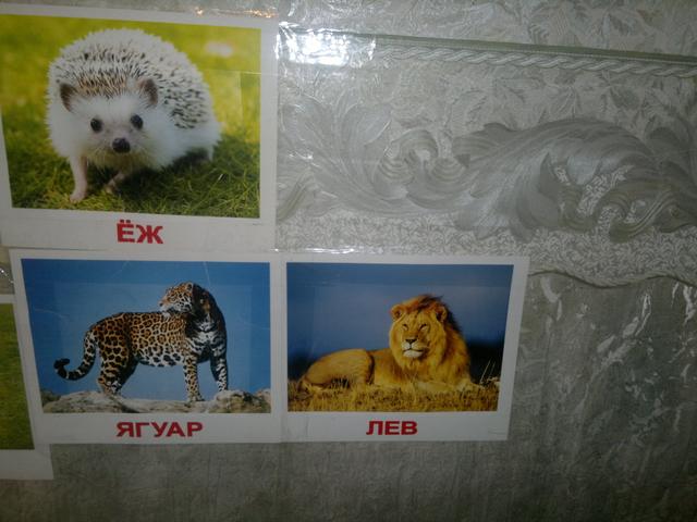 Занимаемся по карточкам.