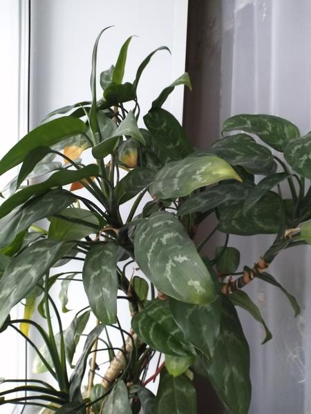 Неприхотливая и благодарная красавица