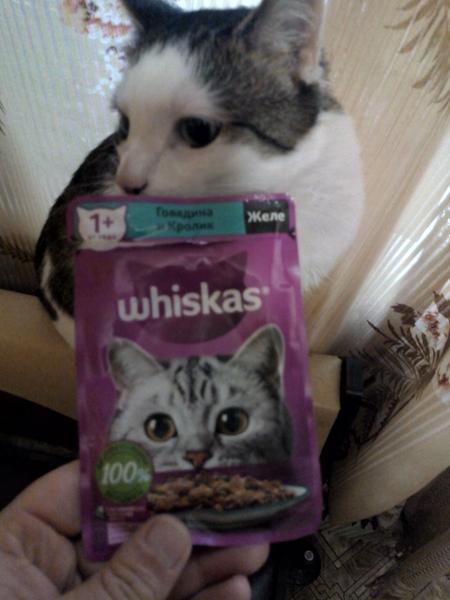 Коту нравится