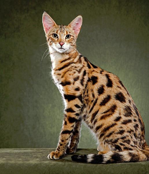 Наши домашние кошечки