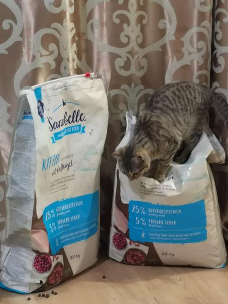 Самое лучшее питание для котенка