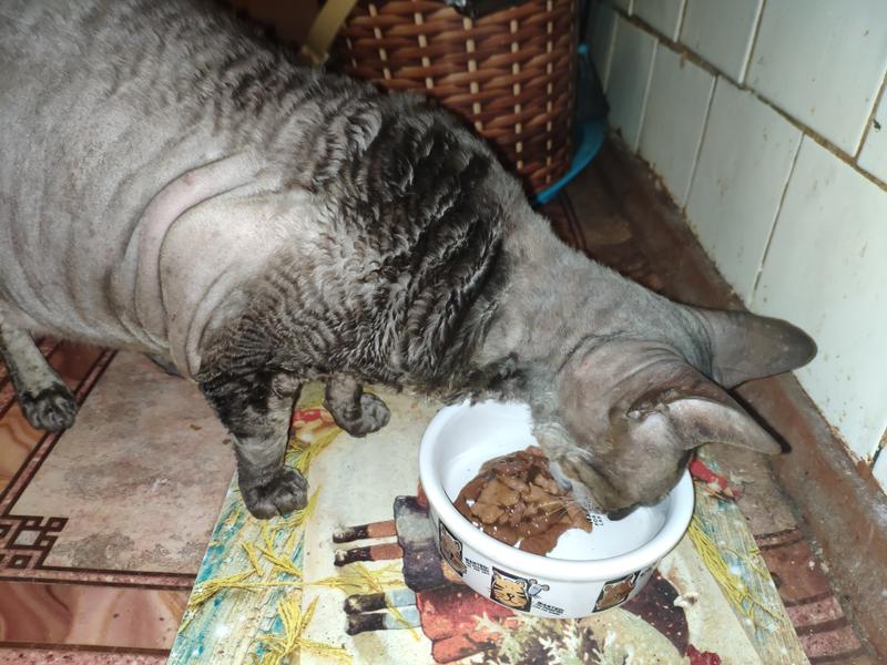 Кошка кушает