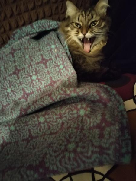 Котик