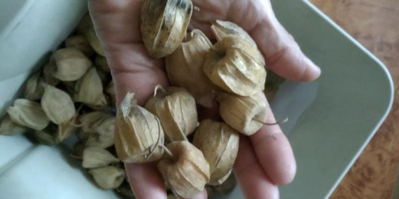 Удивительно вкусная и полезная ягода