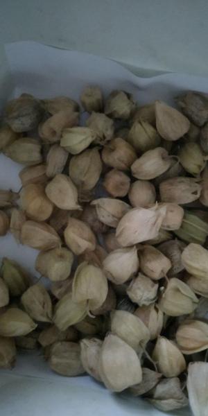 Удивительно вкусная и полезная ягода