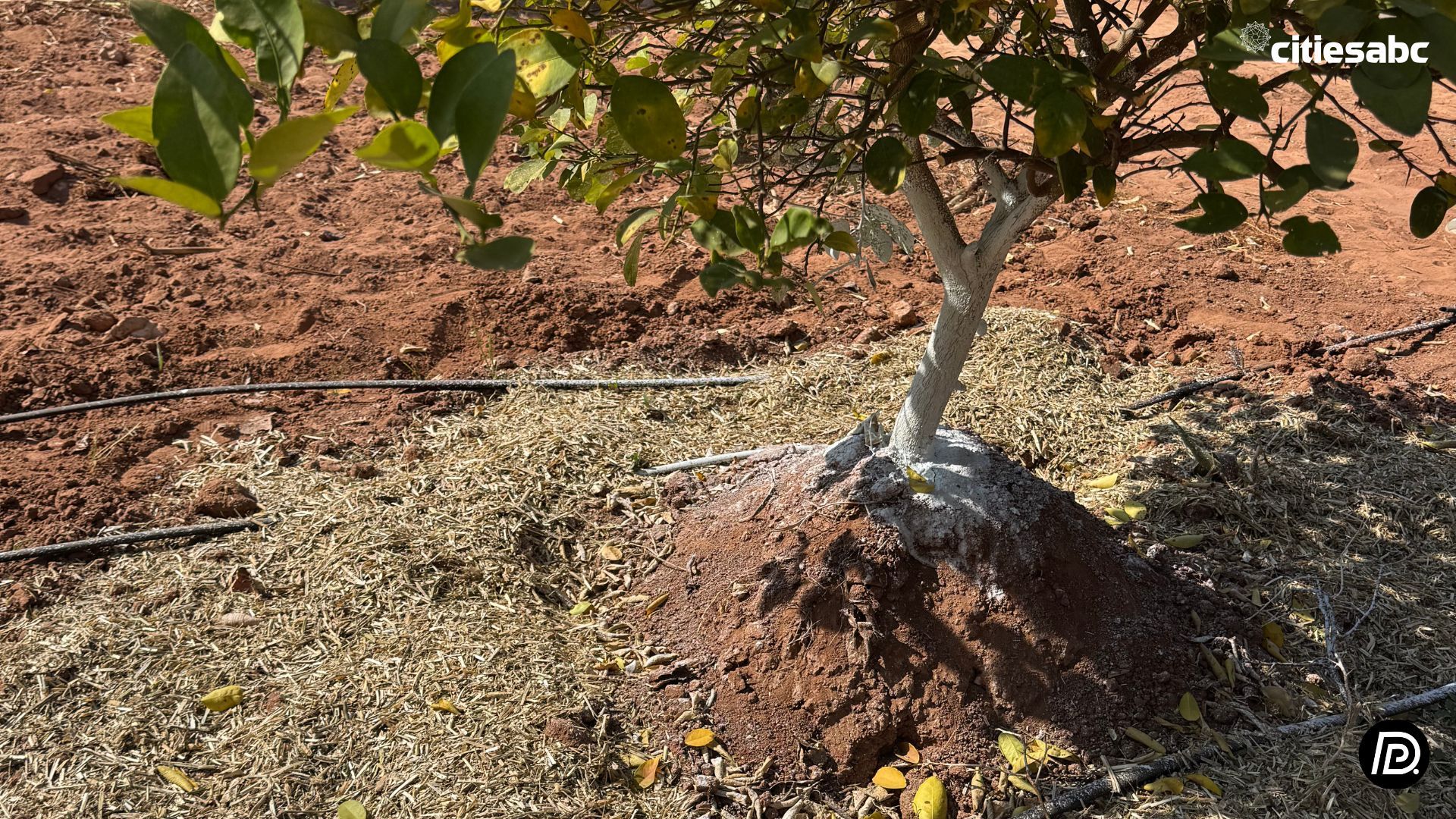 Bhoramdeo Temple (12).jpg