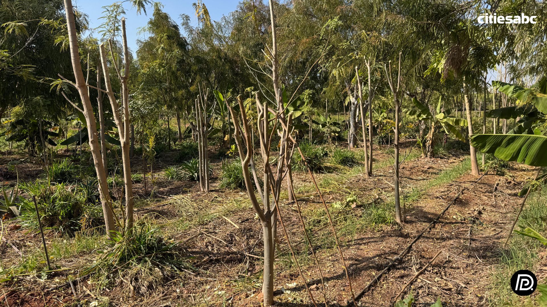 Bhoramdeo Temple (13).jpg