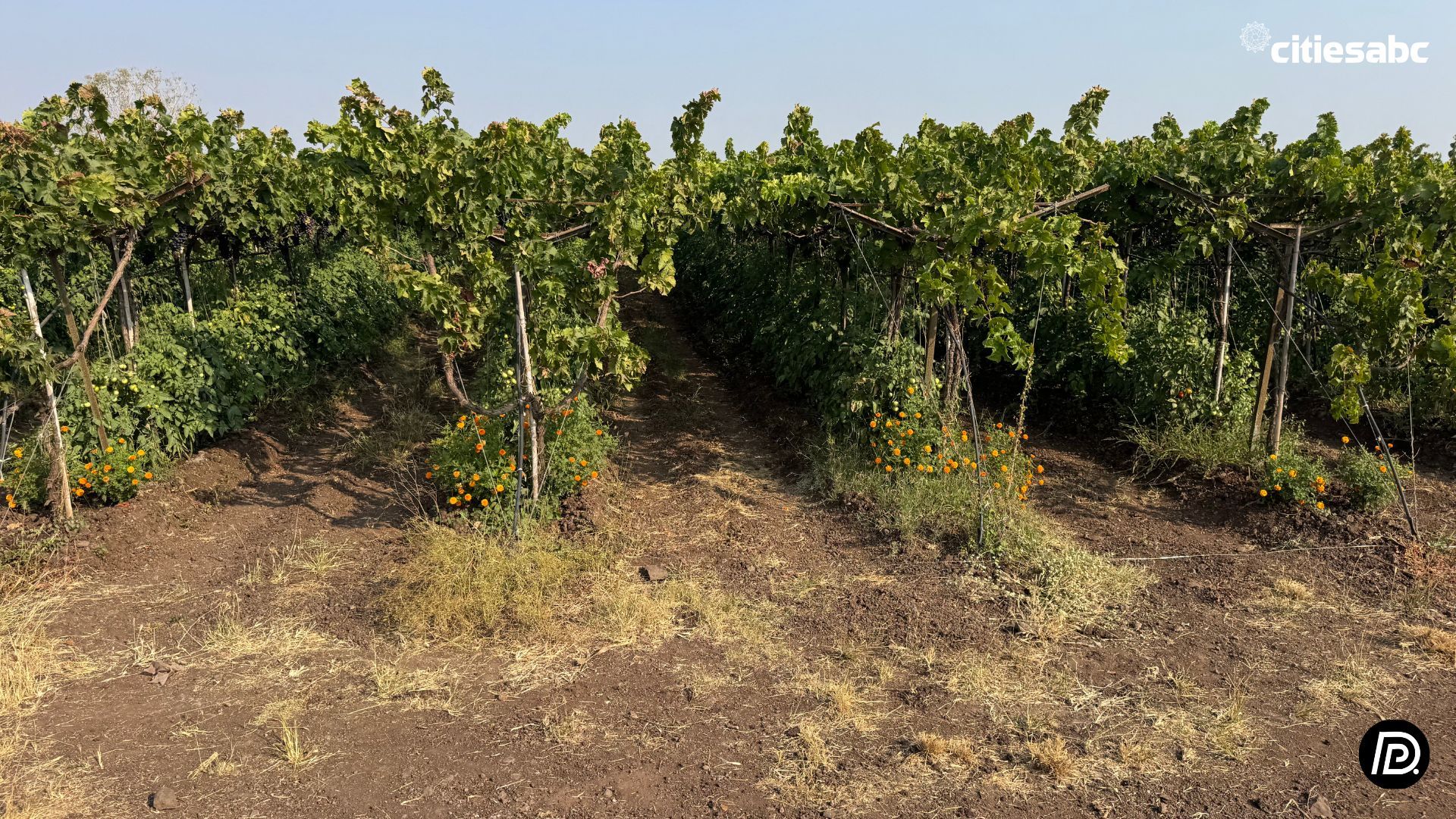 Citiesabc Dilip Pungliya.jpg