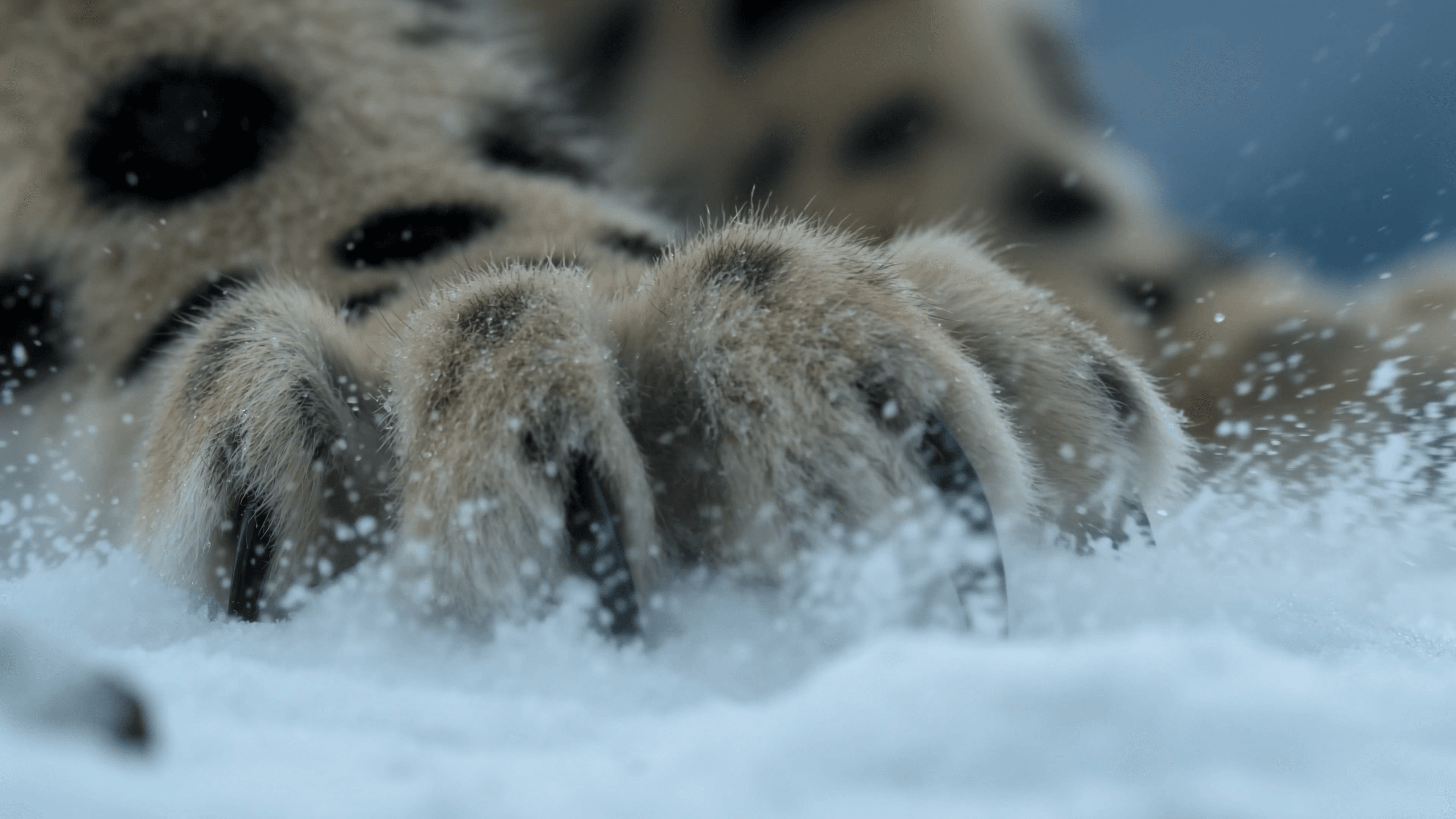 Close-up of a snow leopard paw moving through snow during an AI video quality evaluation