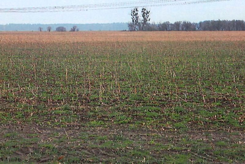 Garten — Land- und forstwirtschaftlich genutztes Grundstück in Freiwalde