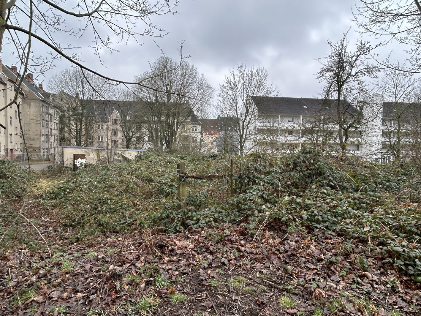 Überwuchertes Grundstück mit Laub, Sträuchern und kahlen Bäumen, im Hintergrund Mehrfamilienhäuser