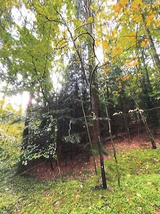 Gartenbereich mit Bäumen und Grünfläche, teilweise herbstliche Blattfärbung, im Hintergrund Zaun und dichter Baumbestand, Althütte 71566