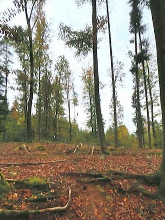 Waldstück mit hohen Bäumen und herbstlichem Laub am Boden, land- und forstwirtschaftlich genutztes Grundstück in Althütte